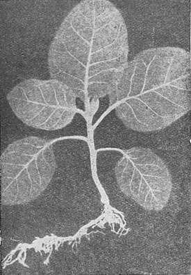 Рис. 2 Радиоавтограф растения, поглошавшего корнями меченые карбонаты